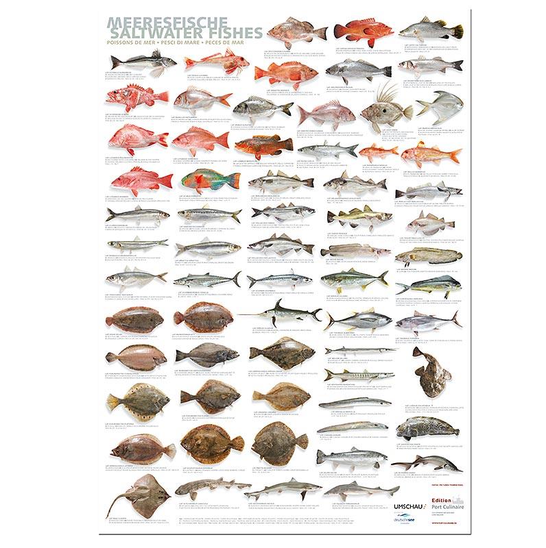 Port Culinaire - Køkken Plakater Hav fisk (59,4 x 84cm), 1 m - Non Food / Hardware / grill tilbehør - printmedier -