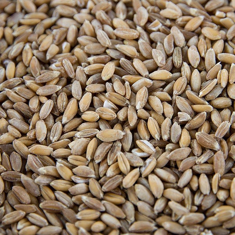 Emmer hvede (byggryn), hele, BIO, 1 kg - BIO-området - BIO korn, mel, frø, bagning ingredienser -